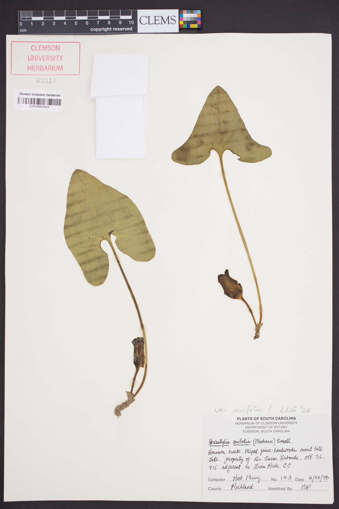 Hexastylis arifolia image