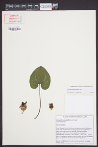 Asarum heterophyllum image