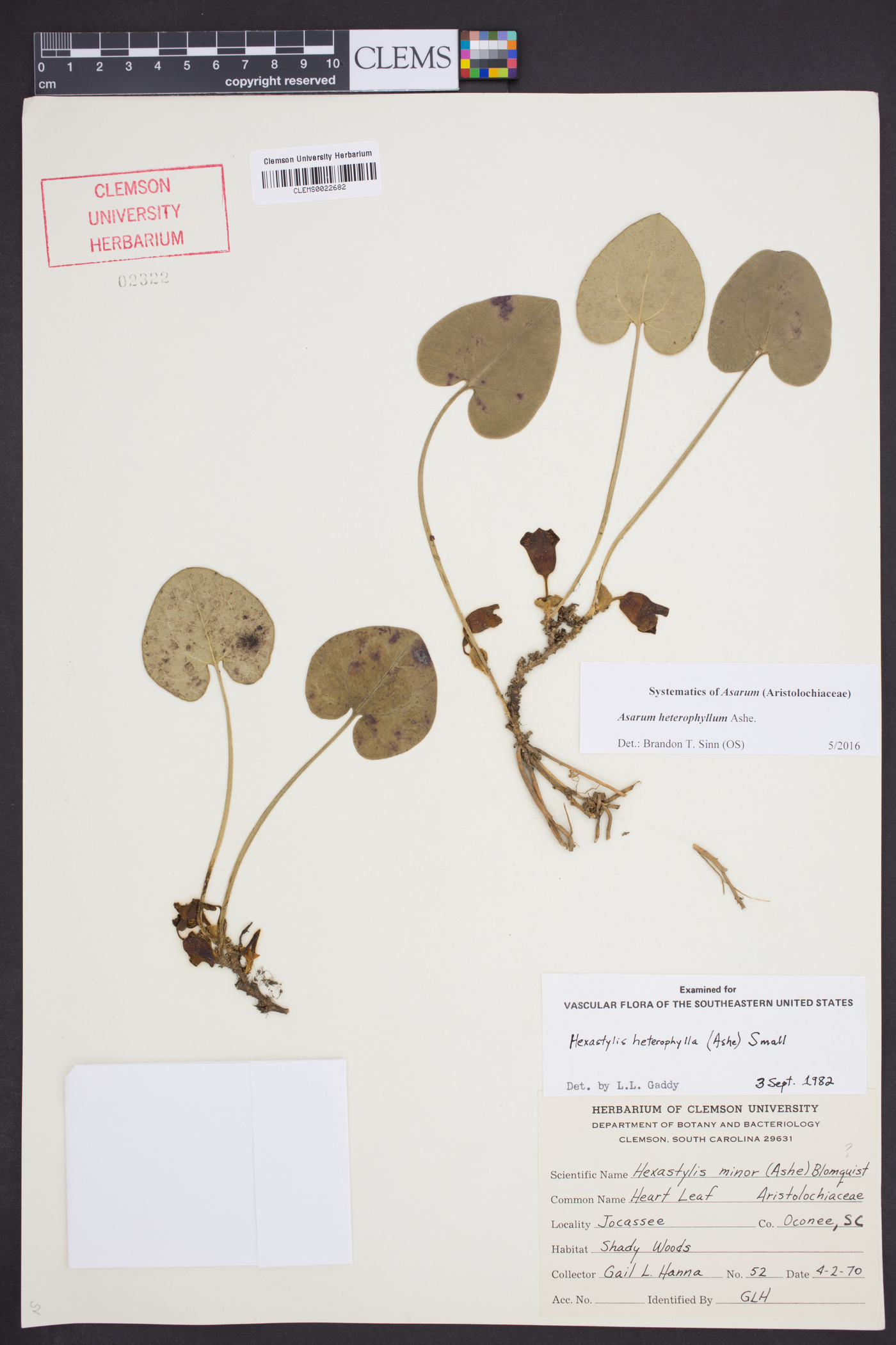 Asarum heterophyllum image