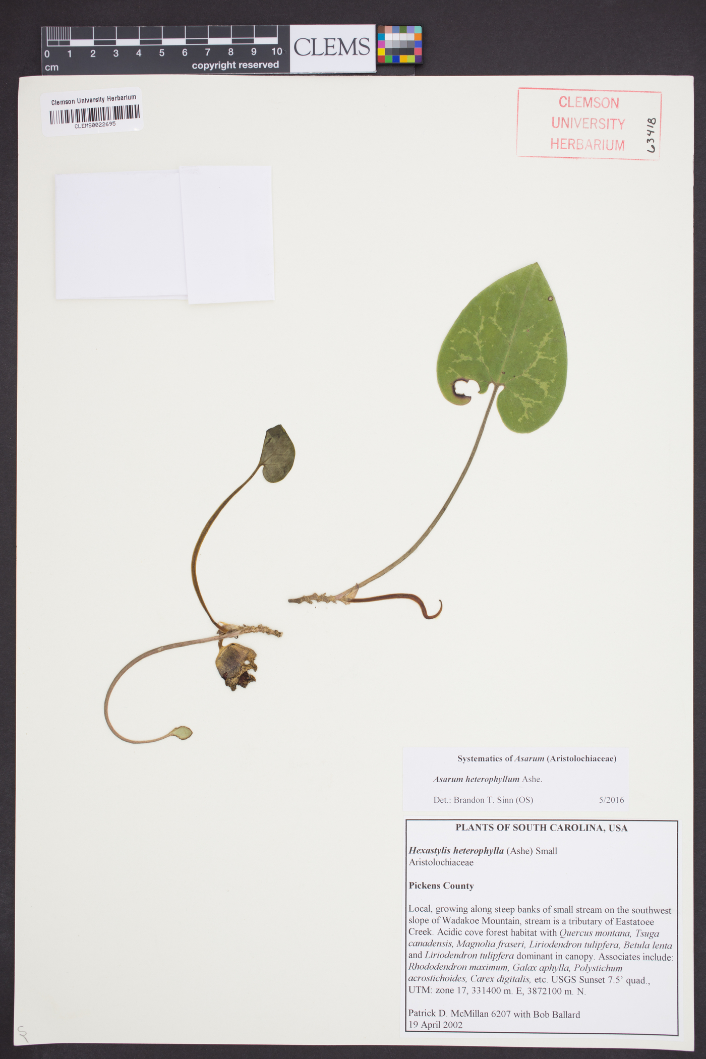 Asarum heterophyllum image