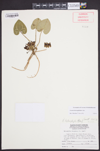 Asarum heterophyllum image