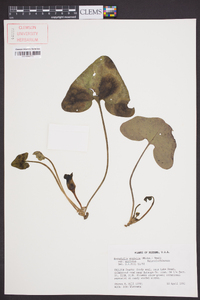 Hexastylis arifolia image