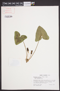 Hexastylis arifolia image