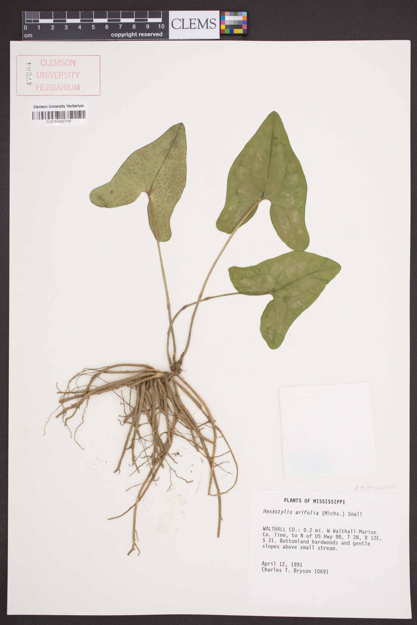 Hexastylis arifolia image