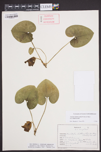 Asarum shuttleworthii image