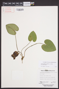 Asarum shuttleworthii image