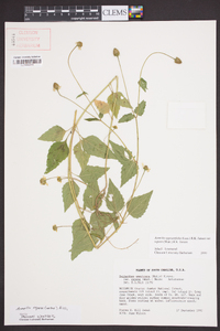 Acmella repens image