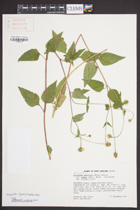 Acmella repens image