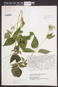 Ageratina altissima var. altissima image