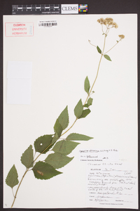 Ageratina altissima var. altissima image