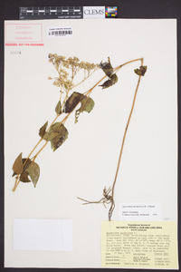 Ageratina aromatica image