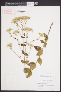 Ageratina aromatica image