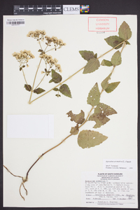 Ageratina aromatica image