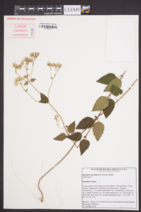 Ageratina aromatica image