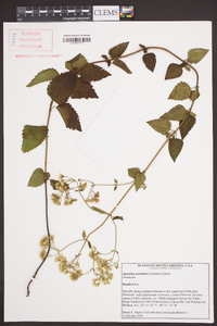 Ageratina aromatica image