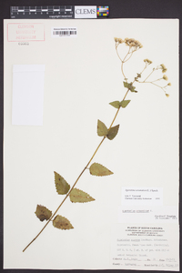 Ageratina aromatica image