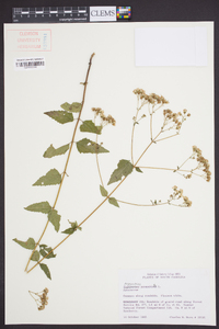 Ageratina aromatica image