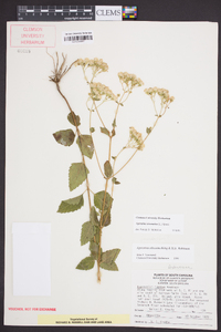 Ageratina aromatica image