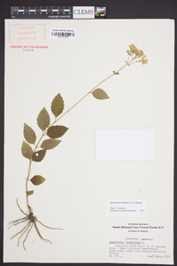 Ageratina aromatica image