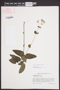 Ageratina aromatica image