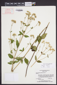 Ageratina aromatica image