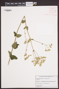 Ageratina aromatica image