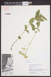 Ageratina aromatica image