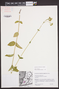 Ageratina aromatica image