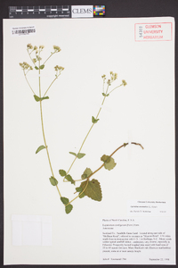 Ageratina aromatica image