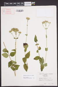 Ageratina aromatica image