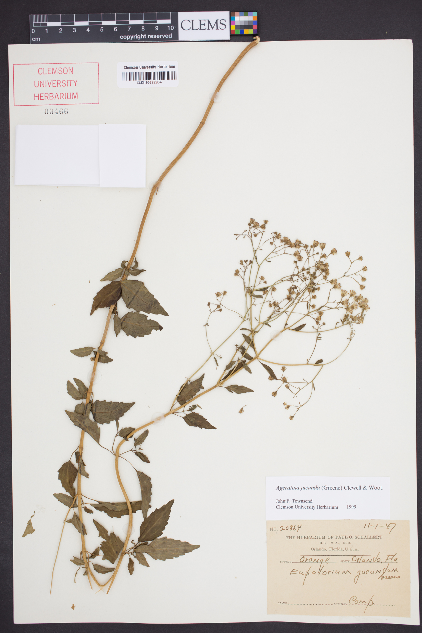 Ageratina jucunda image