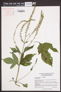 Ambrosia trifida var. trifida image