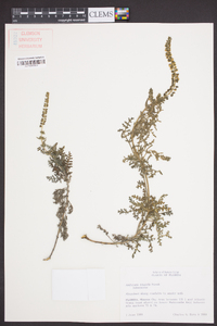Ambrosia hispida image