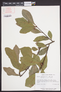 Quercus laurifolia image