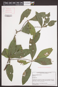 Quercus laurifolia image