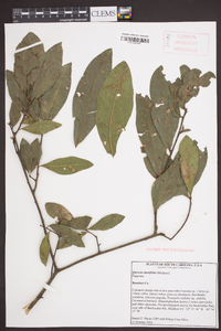 Quercus laurifolia image