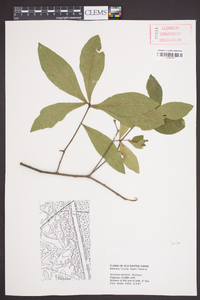 Quercus laurifolia image