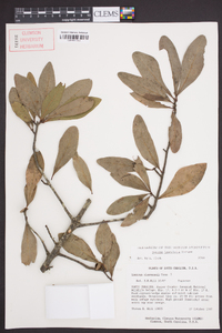 Quercus laurifolia image