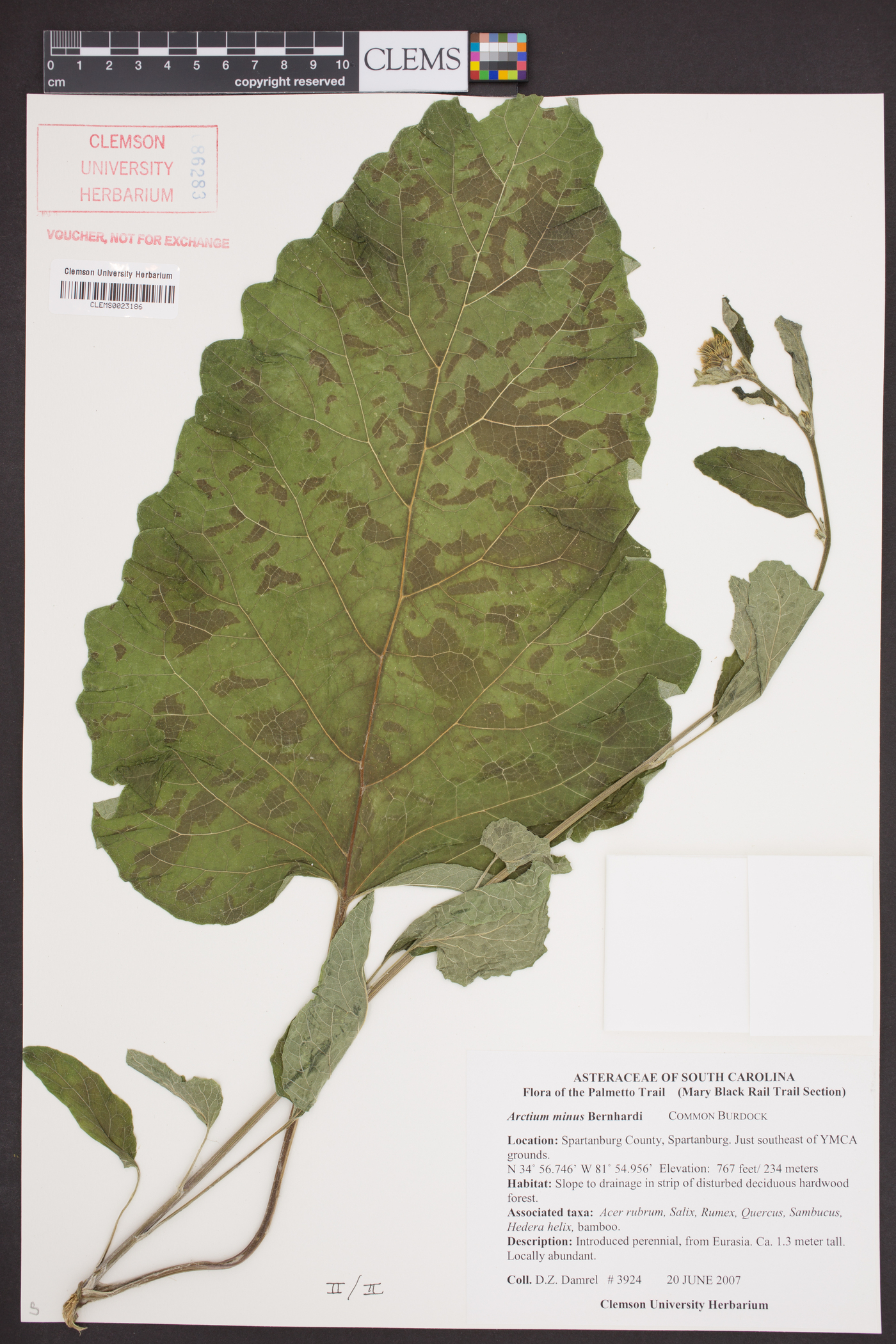 Arctium tomentosum image