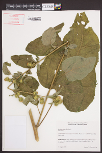 Arctium minus image