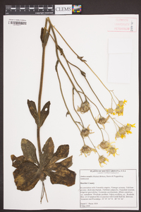 Arnica acaulis image