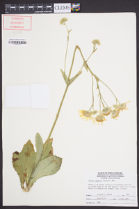 Arnica acaulis image