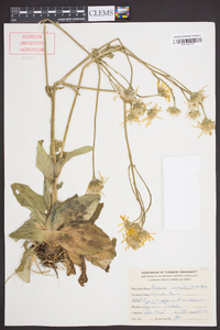 Arnica acaulis image