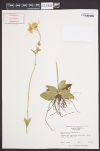 Arnica acaulis image