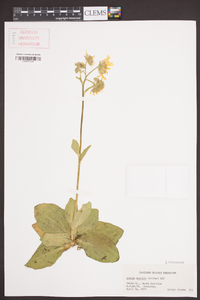 Arnica acaulis image