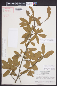 Quercus hemisphaerica image