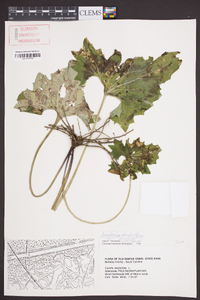 Arnoglossum atriplicifolium image