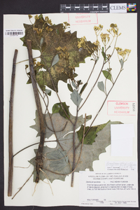 Arnoglossum atriplicifolium image