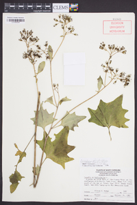 Arnoglossum atriplicifolium image