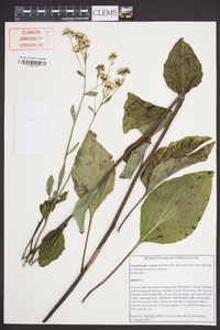 Arnoglossum ovatum image